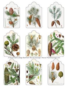 the different types of pine cones are shown in this illustration, and each one has an individual