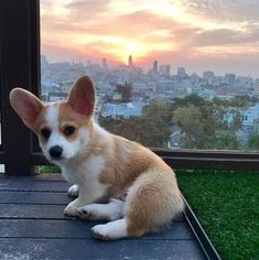 a small dog sitting on top of a wooden deck next to a cityscape