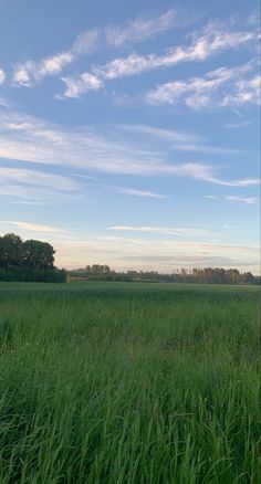 a field with tall grass and trees in the distance under a blue sky filled with wispy clouds