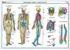 an image of the human skeleton and skeletal systems