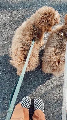 two brown dogs sitting next to each other on a leash with their owner's feet