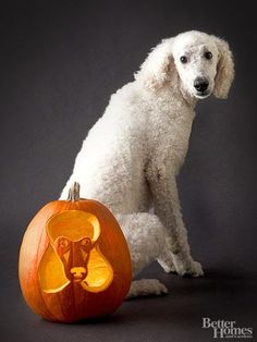 a white poodle sitting next to a carved pumpkin with a dog's face on it