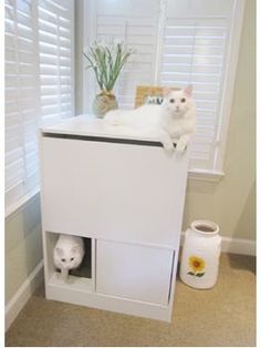 a white cat sitting on top of a cabinet next to a vase and potted plant