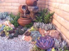 there are many succulents and plants in the garden next to each other