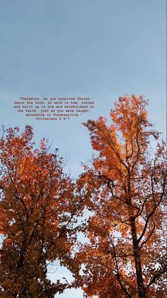 the sky is blue and there are trees with orange leaves