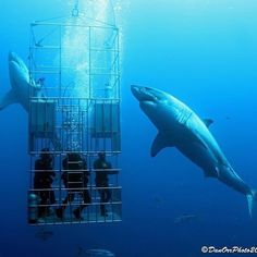 two dolphins are swimming in the water near a cage