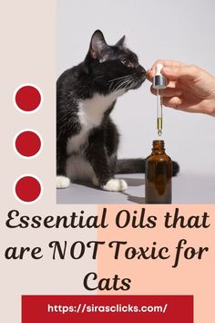 a black and white cat sitting next to a bottle of essential oils