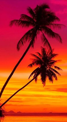 two palm trees are silhouetted against an orange, pink and purple sunset over the ocean