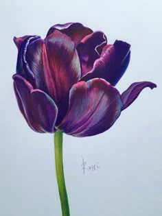 a drawing of a purple tulip on a white background