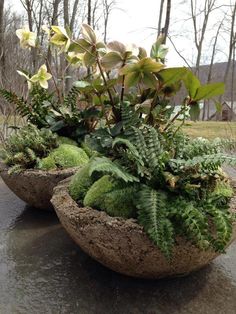 two stone bowls filled with plants and moss