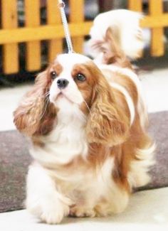 a small brown and white dog on a leash