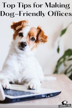 a small dog sitting on top of a laptop computer with the words top tips for making dog - friendly offices