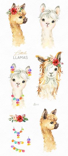 four llamas with flowers on their heads and the words lamaas above them