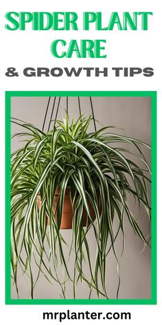 Expert advice for beautiful Spider Plant Care. Spider Plant Care, Tropical Garden Plants, Spider Plant, Outside Decorations, Beautiful Plants, Spider Plants, House Plants Indoor, Gardening Supplies, Snake Plant