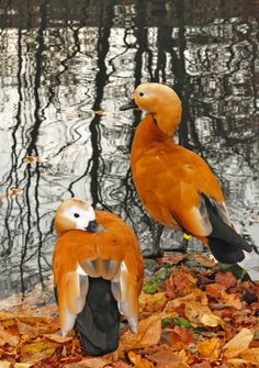 two ducks are standing on leaves near the water