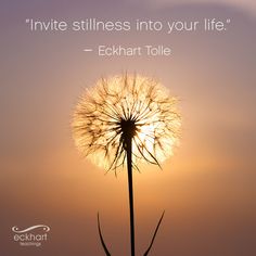 a dandelion with the words,'invie stillness into your life - echakt tolle