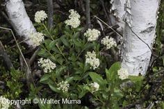 some white flowers are growing in the woods next to birch trees and snowdrops