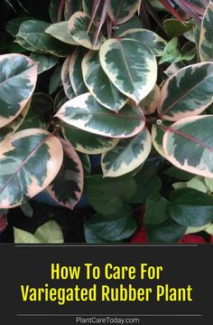 some green and white plants with the words how to care for variegated rubber plant