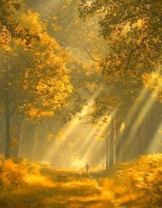 sunlight shining through the trees onto a path in an autumn forest with sunbeams