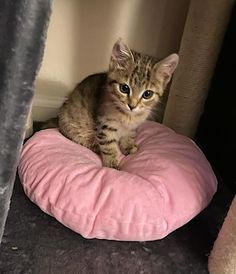 a small kitten sitting on top of a pink pillow in the corner of a room