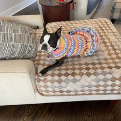 a black and white dog wearing a sweater sitting on a couch in a living room