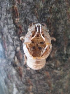 a bug crawling on the bark of a tree