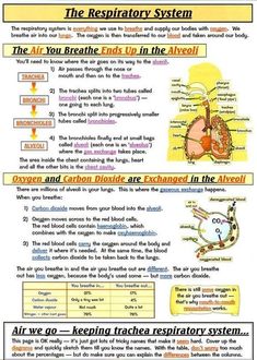 the anatomy of an animal and its surroundings is shown in this poster, with instructions for each