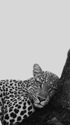 a black and white photo of a leopard resting on a tree