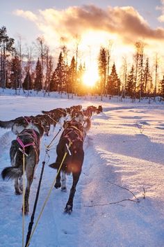 a dog sled race is going down the snow covered path as the sun sets