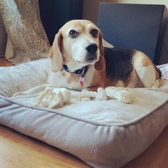 a beagle dog laying on top of a bed in the middle of a room