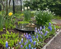 a garden filled with lots of purple and white flowers