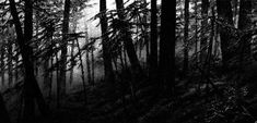 black and white photograph of trees in the woods with fog coming from behind them on a dark day