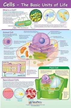 the basic guide to cell systems and their functions