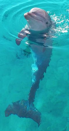 a dolphin swimming in the water with its mouth open