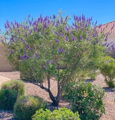 a tree with purple flowers in the middle of a desert garden, surrounded by rocks and shrubbery