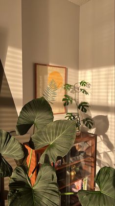 there is a plant in the corner of this room with sunlight coming through the window