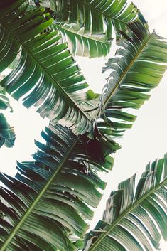 the underside of a large green leafy plant with sky in the backgroud