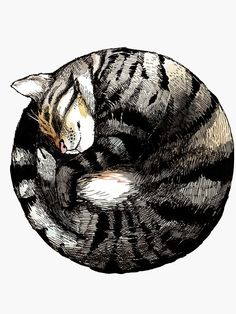 a drawing of a cat curled up in a ball