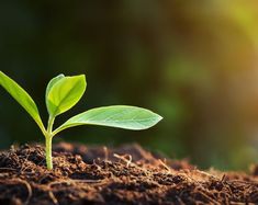 a small green plant sprouts from the soil in front of a blurred background