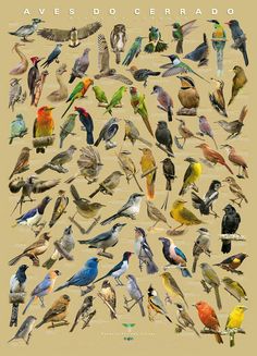 a poster with many different kinds of birds on it's sides and the words ave sedocerado written in spanish