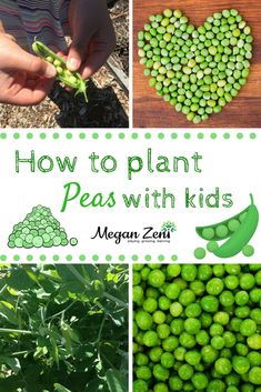 peas with the words how to plant peas with kids in green letters and pictures of peas