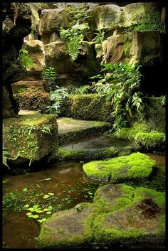 moss growing on rocks and water in a stream