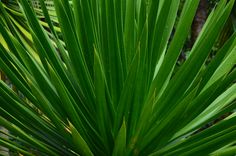 a close up of a green plant with lots of leaves