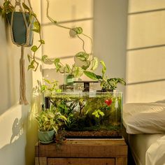 an aquarium with plants in it sitting on top of a wooden table next to a bed