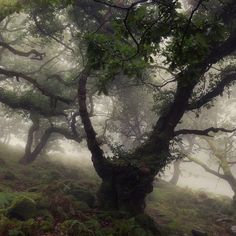 foggy forest with trees and ferns on the ground