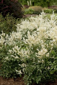 the white flowers are blooming in the garden