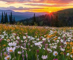 the sun is setting over a field full of wildflowers