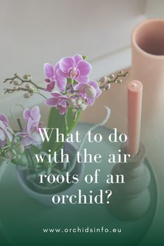 a vase with pink flowers and a candle on a table that says, what to do with the air roots of an orchid?