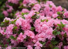 pink flowers are blooming in the garden