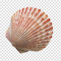 an orange and white sea shell on a transparent background png clipart free for personal use